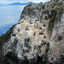 Cormorant Colony on the H-Island